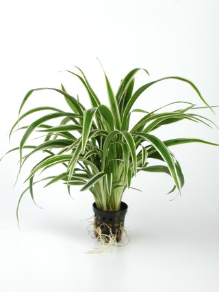 Chlorophytum bichetii in pot